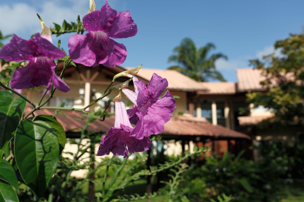 Hotel La Chaumiere Matoury エクステリア 写真